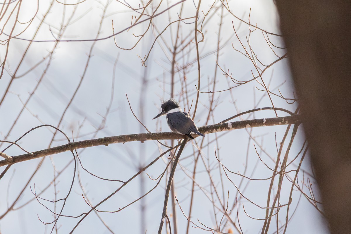 Belted Kingfisher - ML647487800