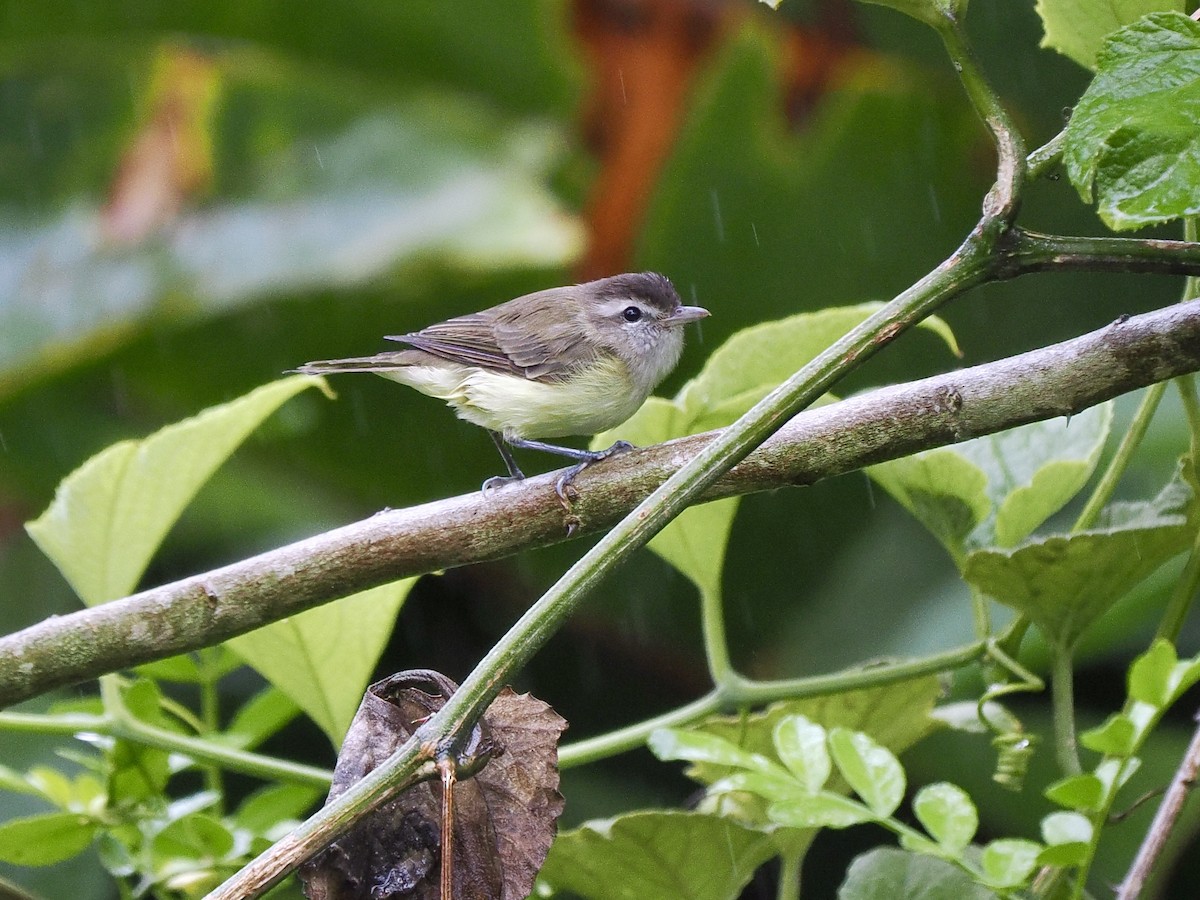 Brown-capped Vireo - ML647487806