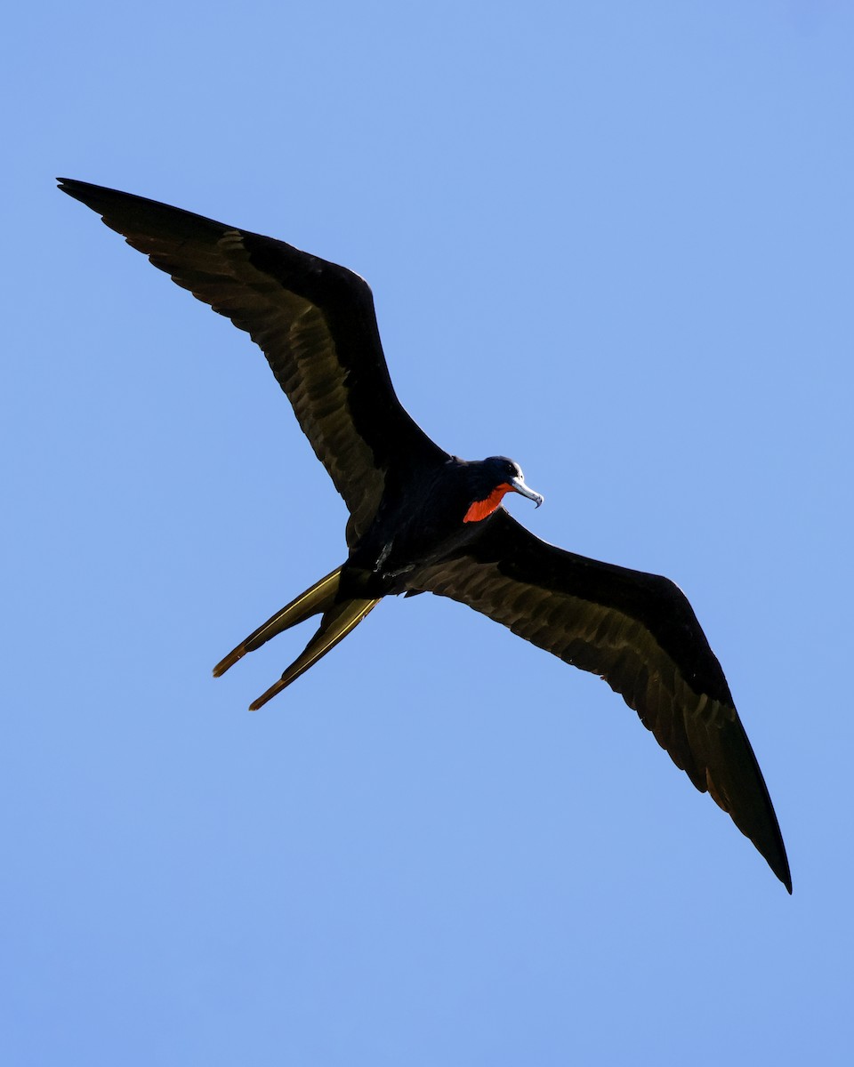Magnificent Frigatebird - ML647487809