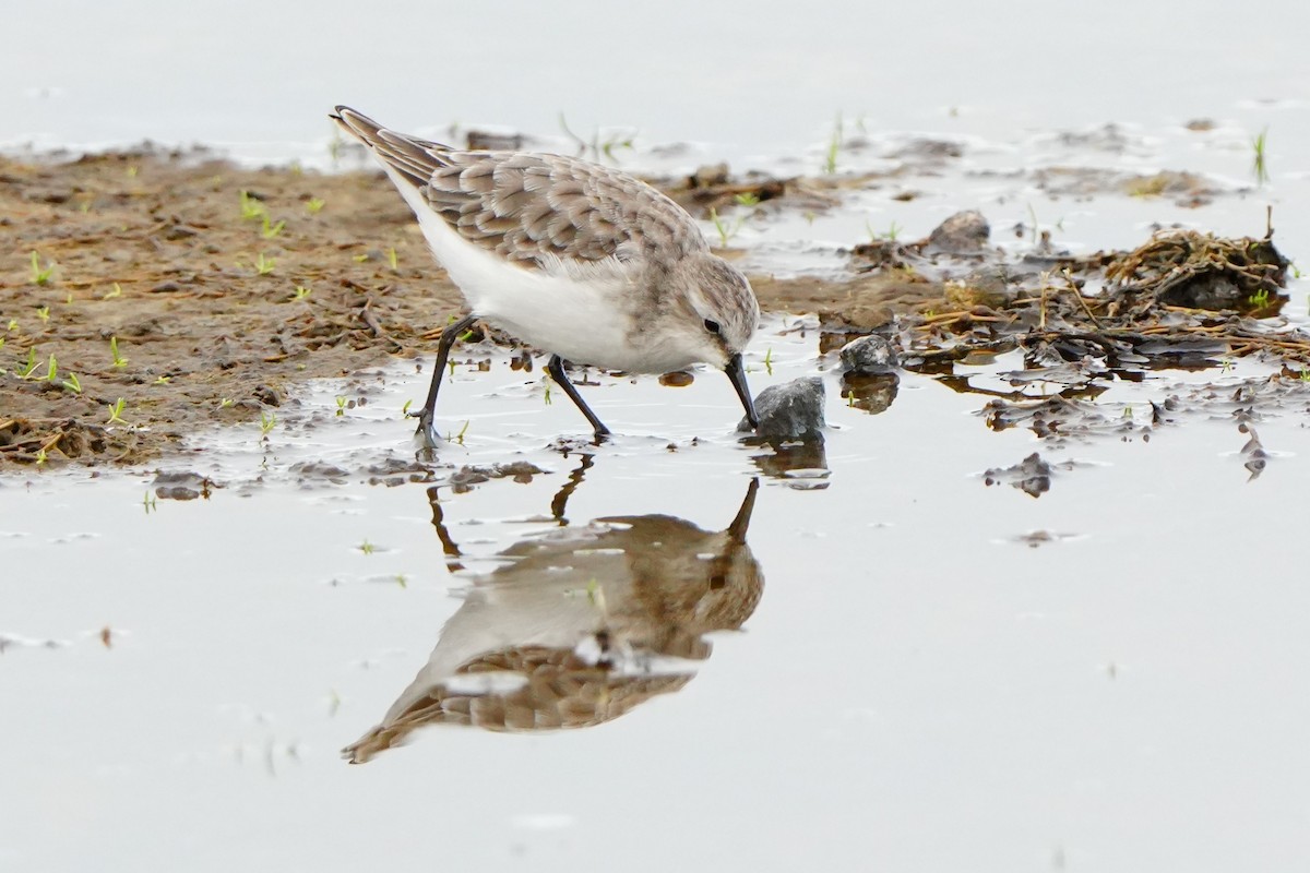 Küçük Kumkuşu - ML647487822