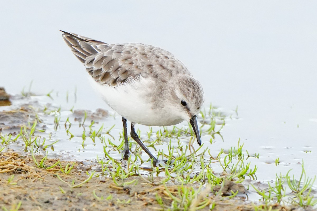 Küçük Kumkuşu - ML647487827