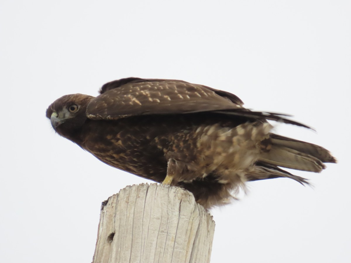 Red-tailed Hawk (calurus/alascensis) - ML647487832