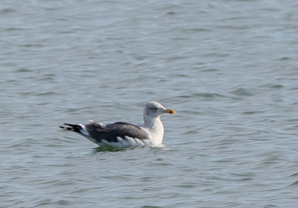 Lesser Black-backed Gull - ML647487834