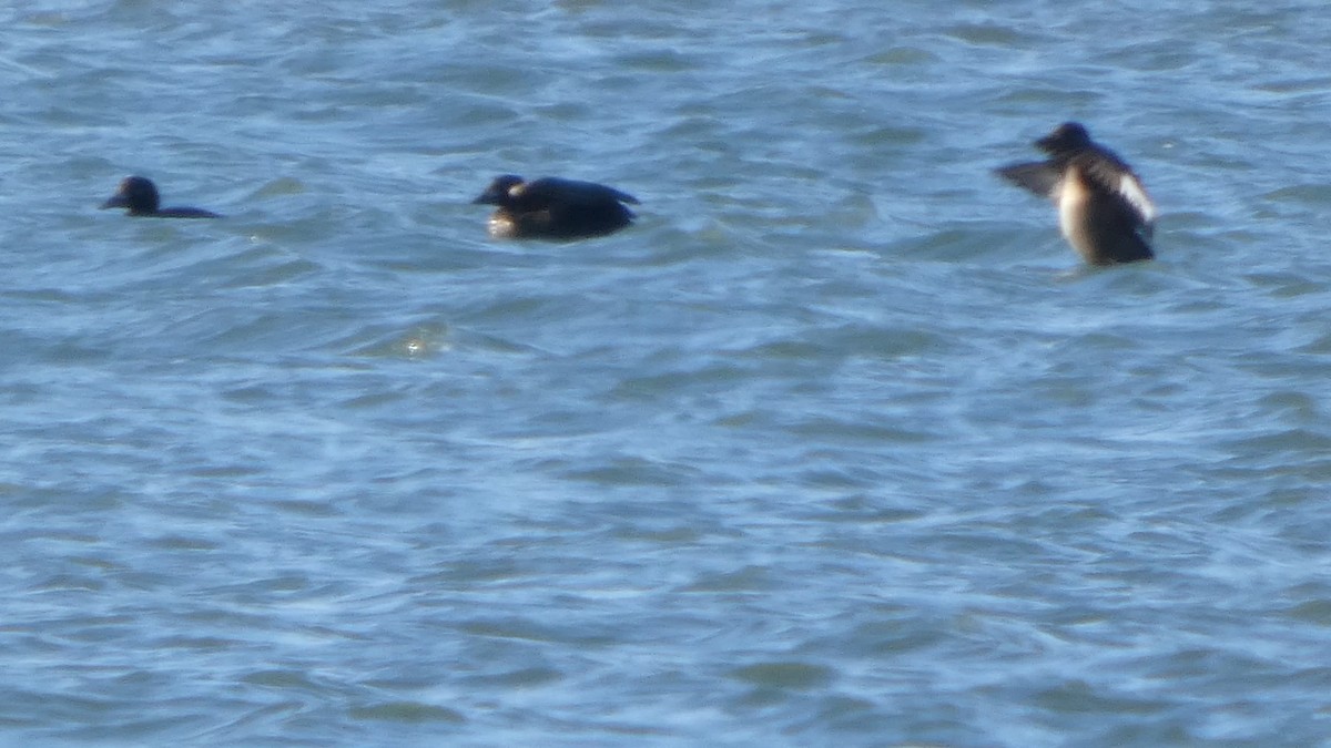 sibirsjøorre - ML647487854