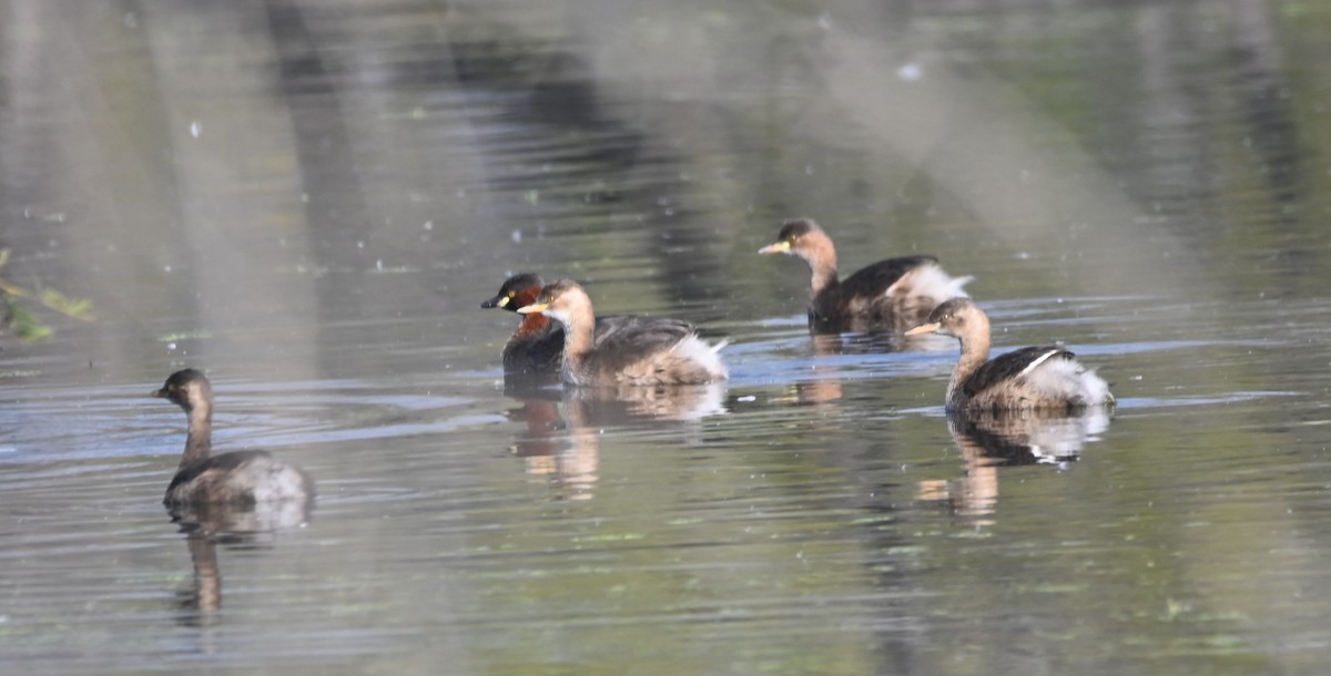 Little Grebe - ML647487865