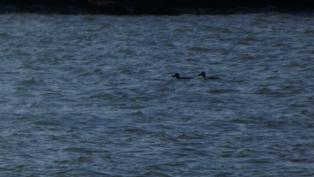 sibirsjøorre - ML647487874