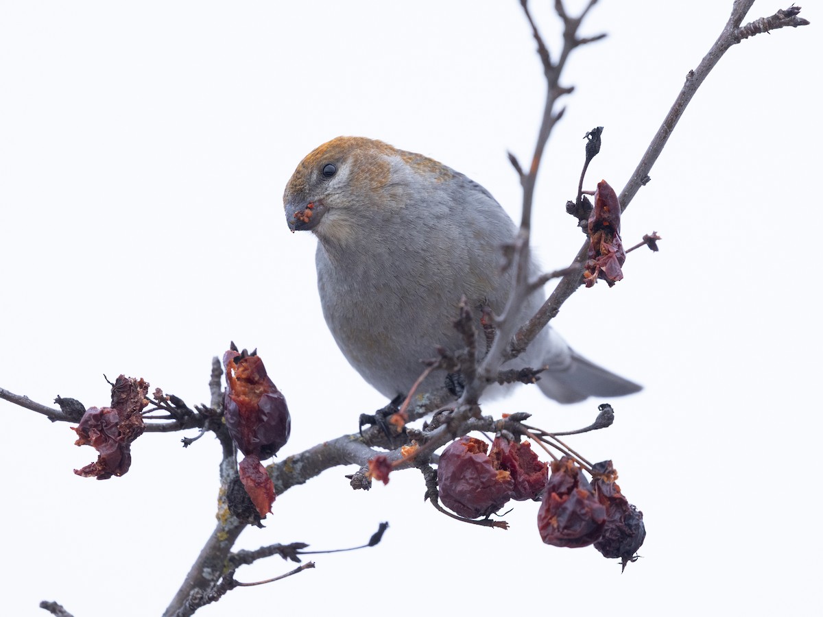 Hakengimpel - ML647487883