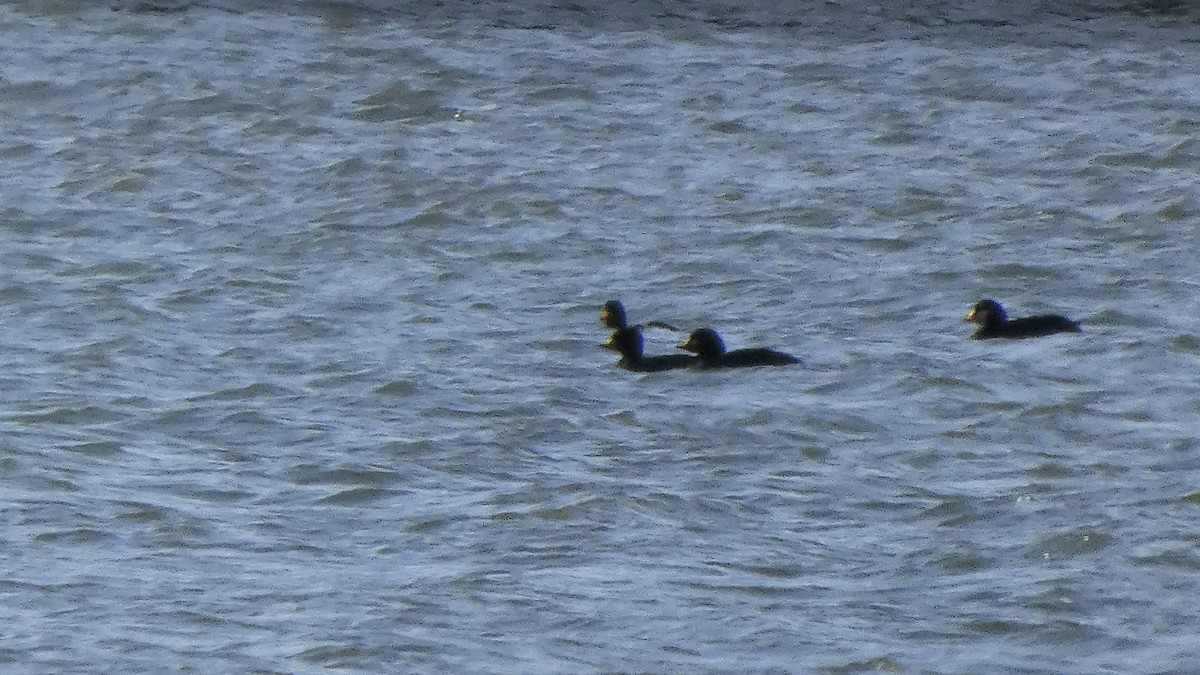 Pazifiktrauerente - ML647487884