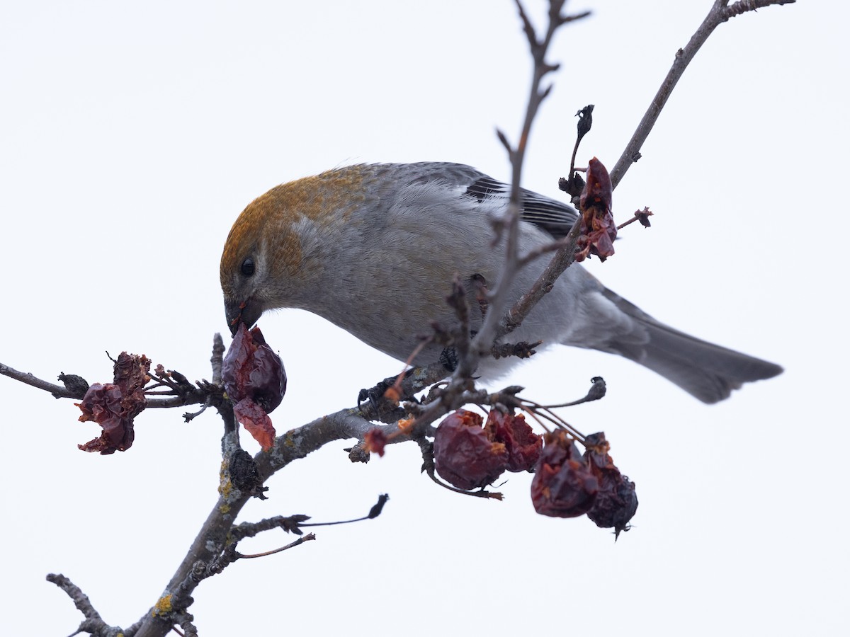 Hakengimpel - ML647487885