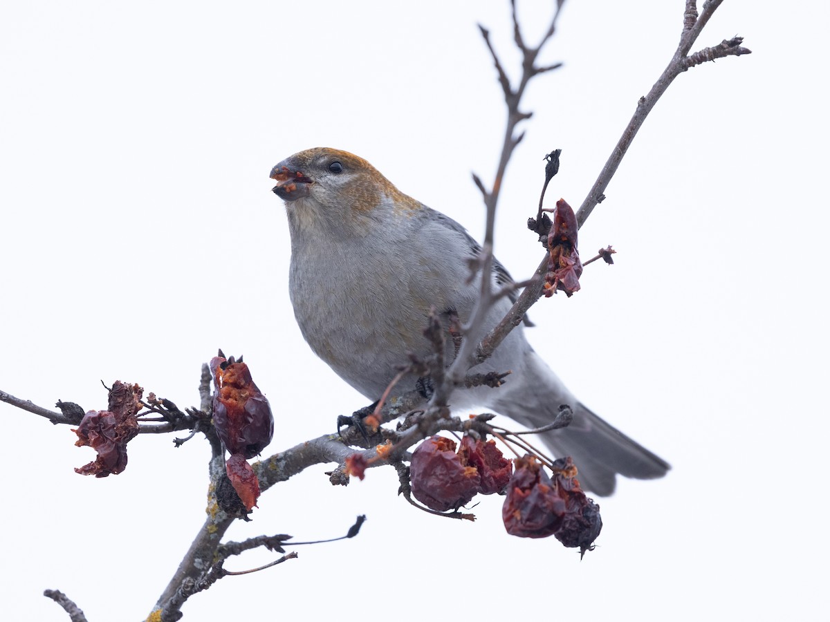 Hakengimpel - ML647487886