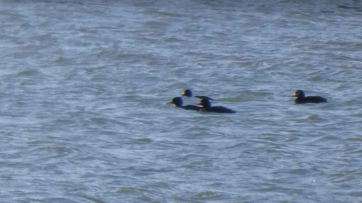 Pazifiktrauerente - ML647487904