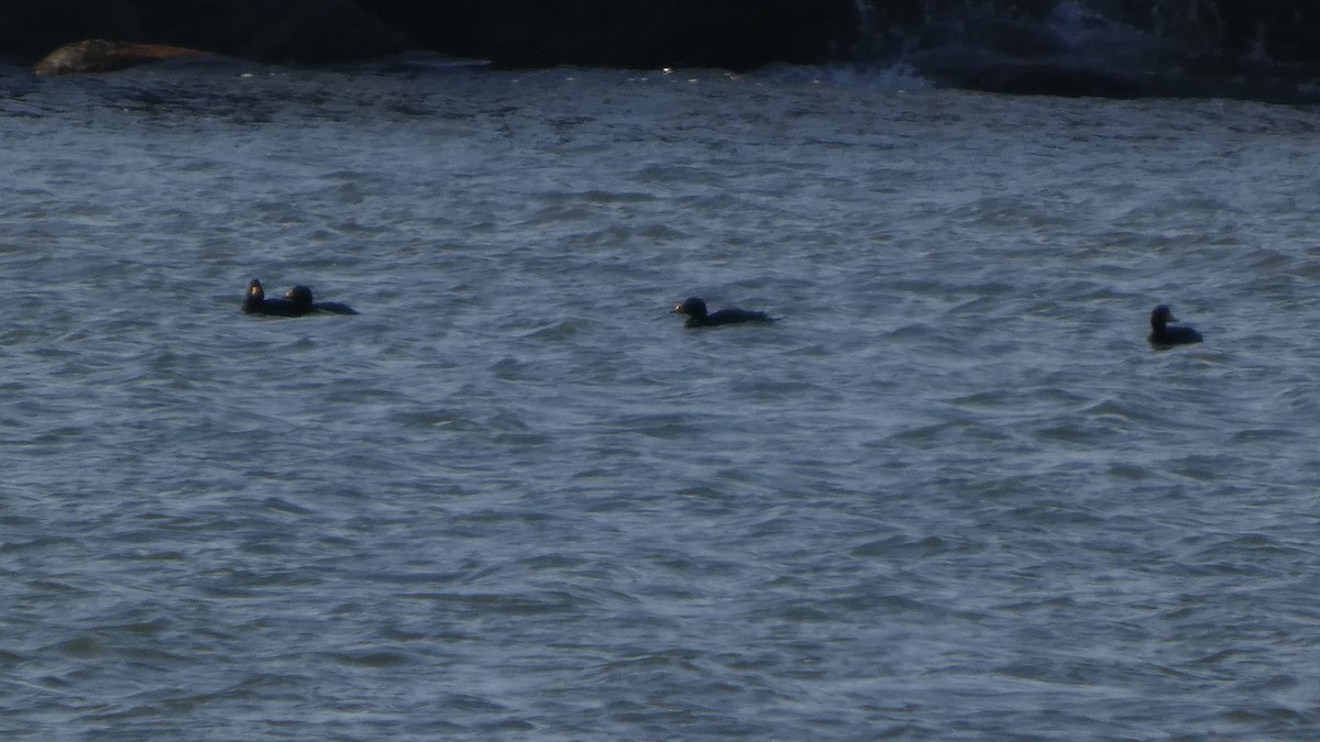 Pazifiktrauerente - ML647487905