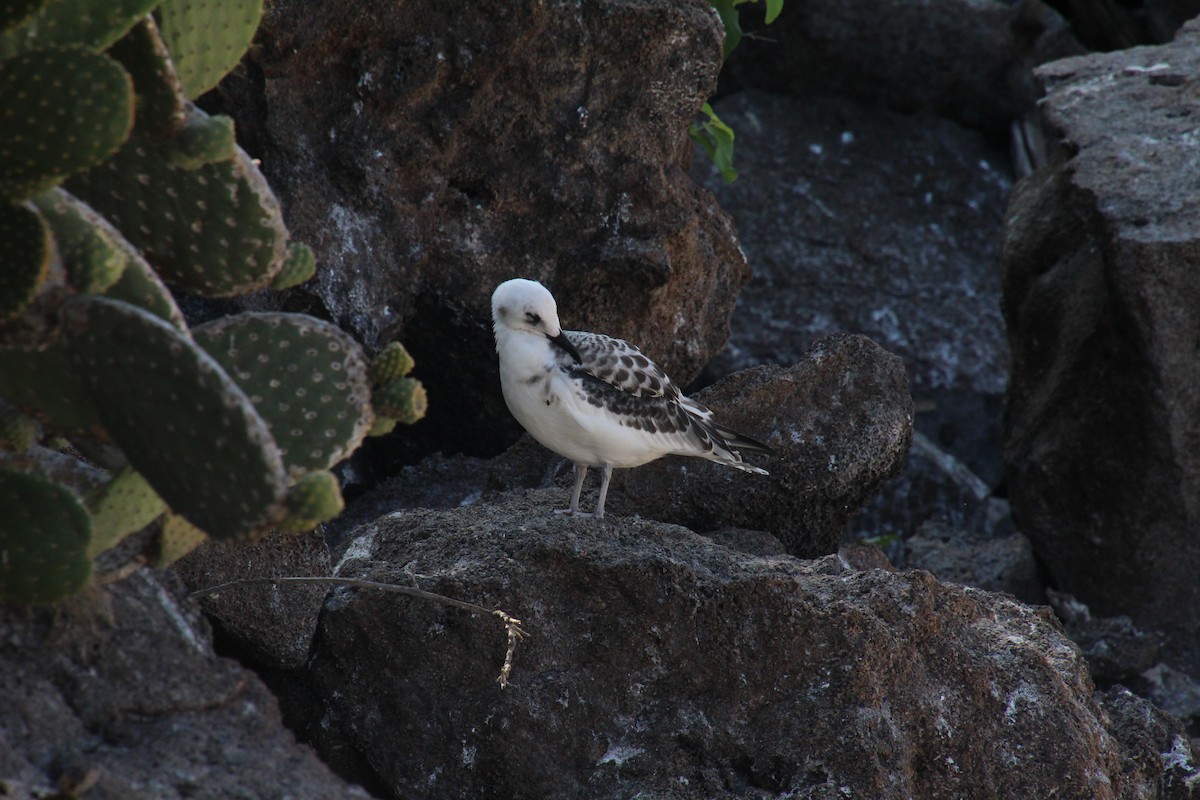 Мартин галапагоський - ML647487906