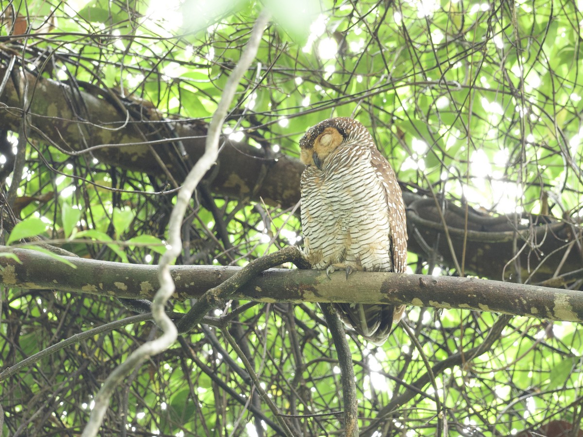 Spotted Wood-Owl - ML647487911