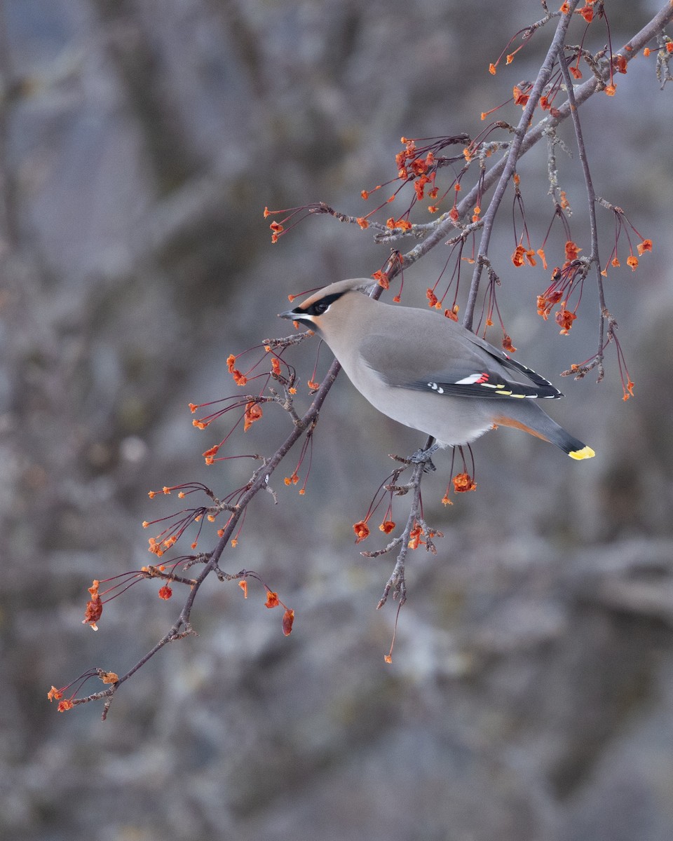 黃連雀 - ML647487913