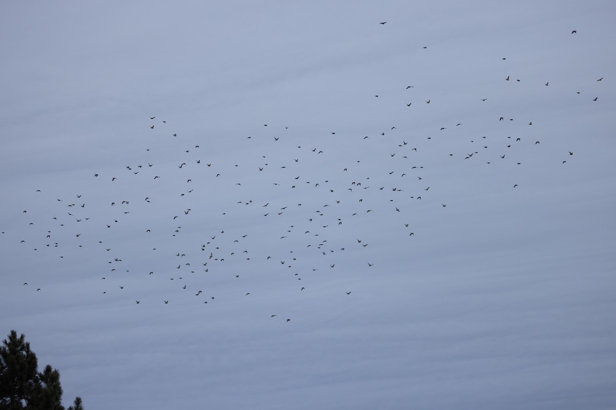 黃連雀 - ML647487918