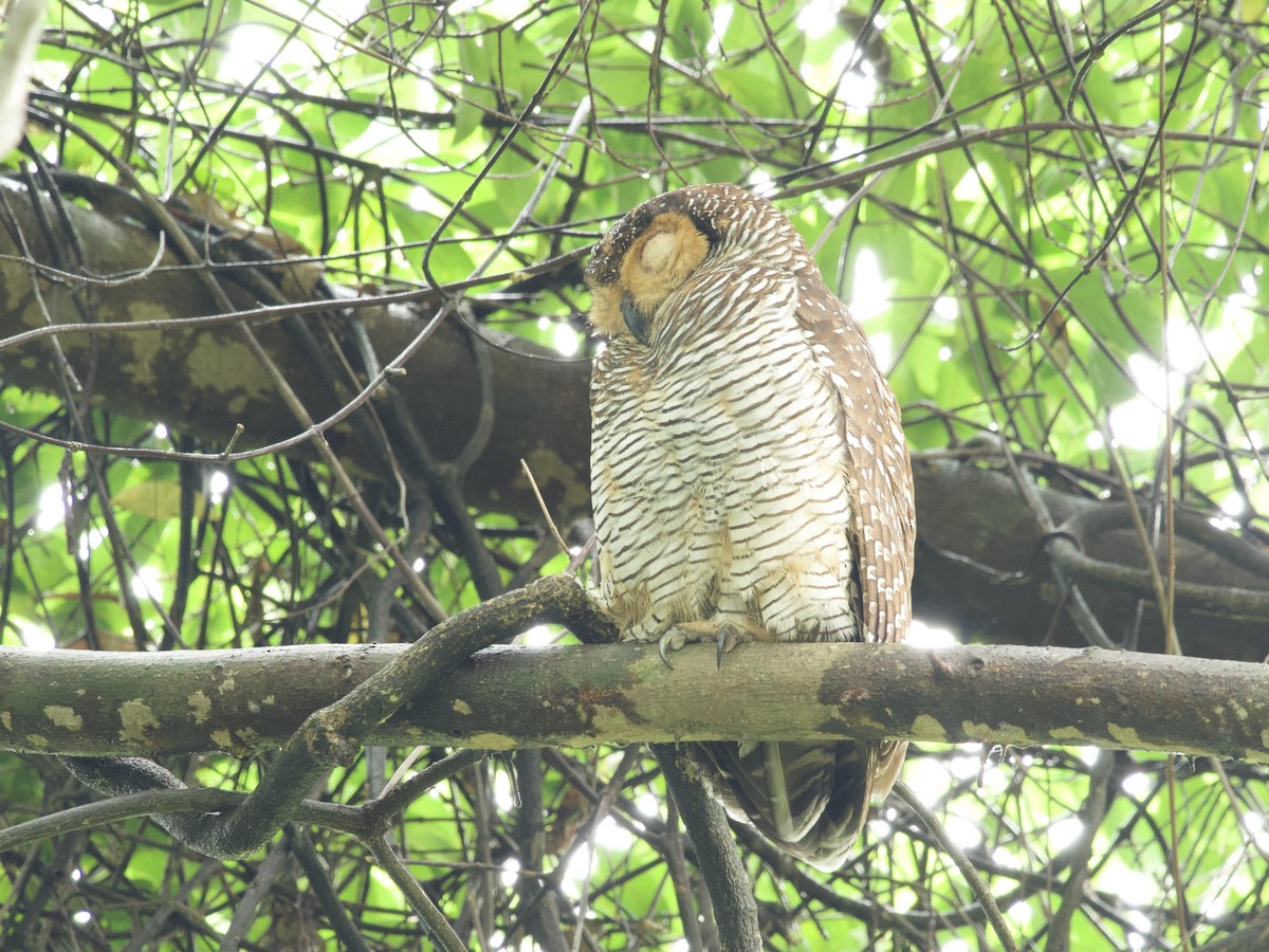 Spotted Wood-Owl - ML647487919