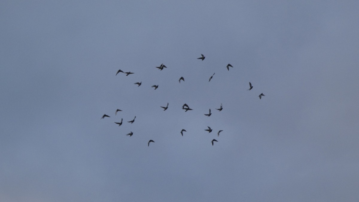 カワラバト（ドバト、家畜型） - ML647487920