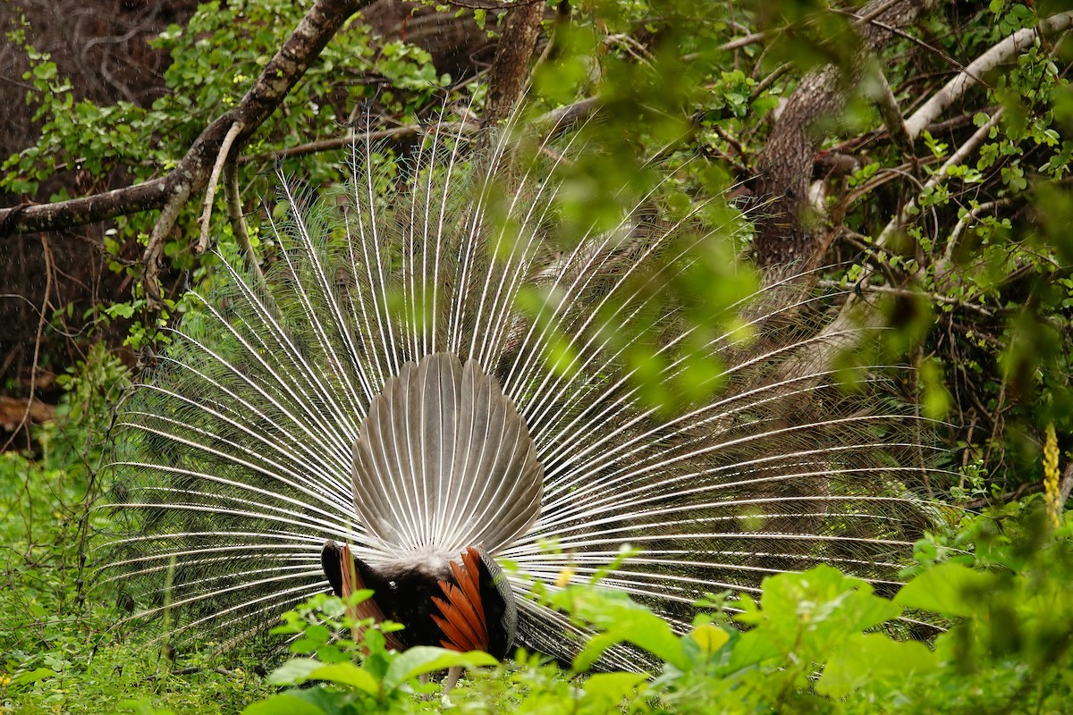 Павич чубатий - ML647487947