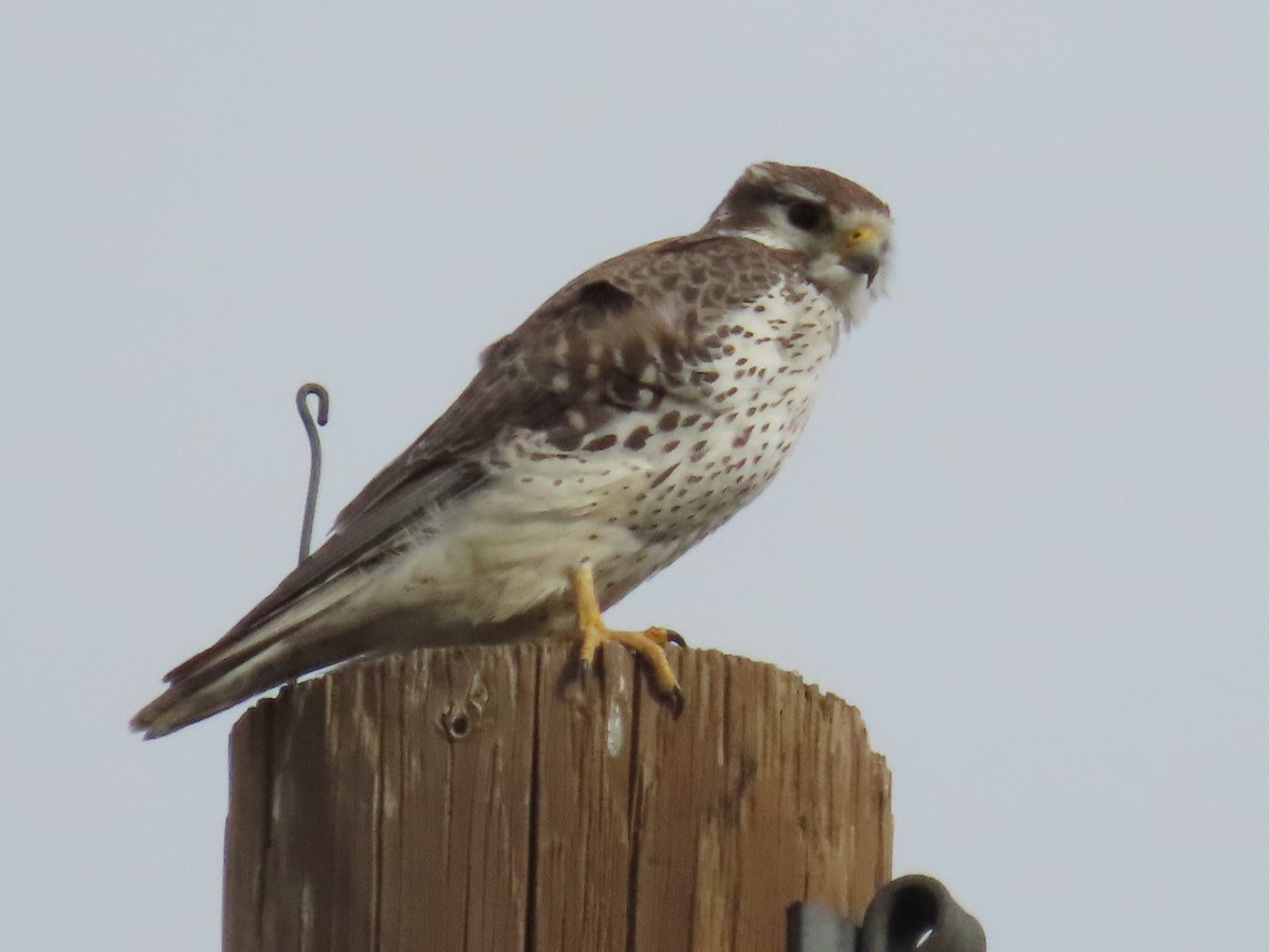 Prairie Falcon - ML647487952