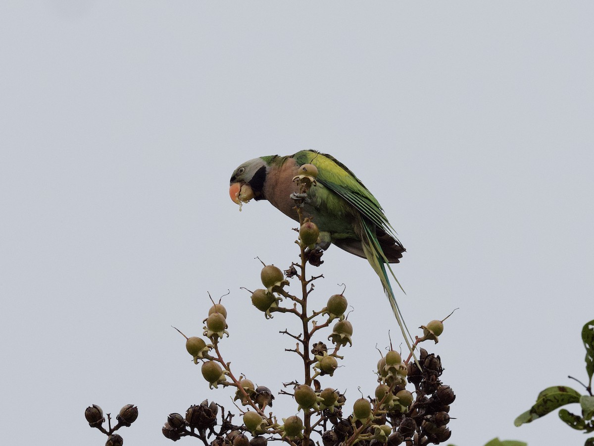 Red-breasted Parakeet - ML647487953