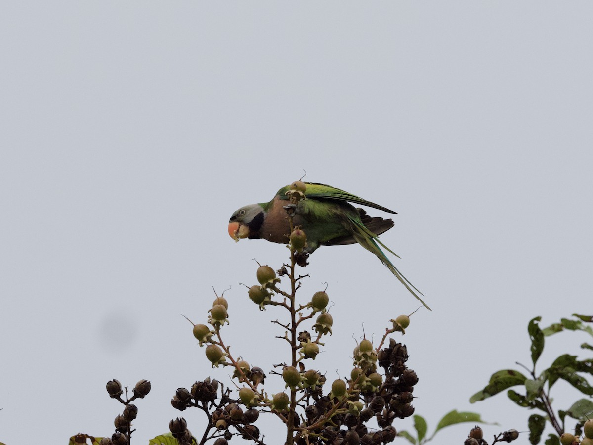Red-breasted Parakeet - ML647487954