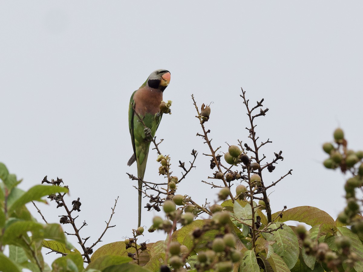Red-breasted Parakeet - ML647487958