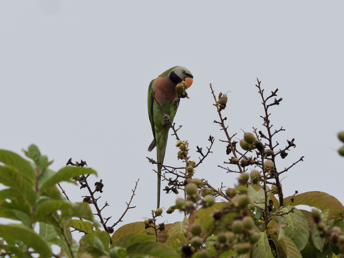 Red-breasted Parakeet - ML647487959