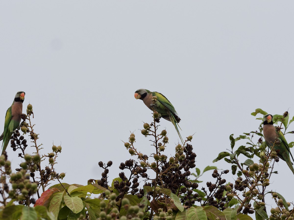 Red-breasted Parakeet - ML647487960