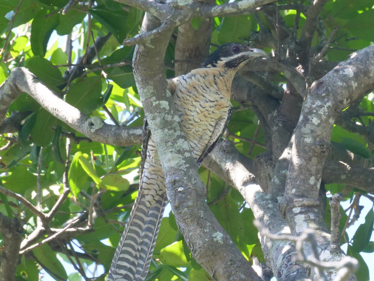 Коель східний - ML647487964