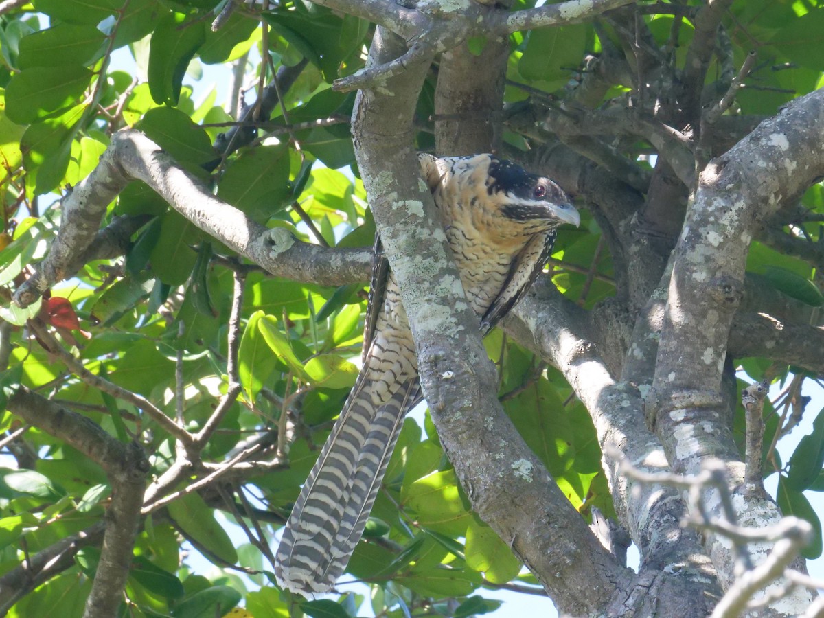 Коель східний - ML647487966