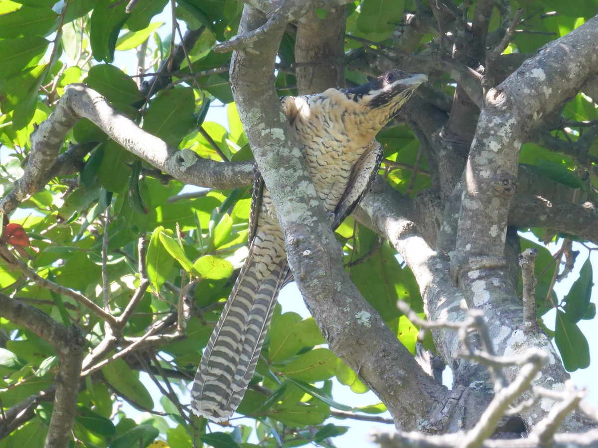 Коель східний - ML647487967