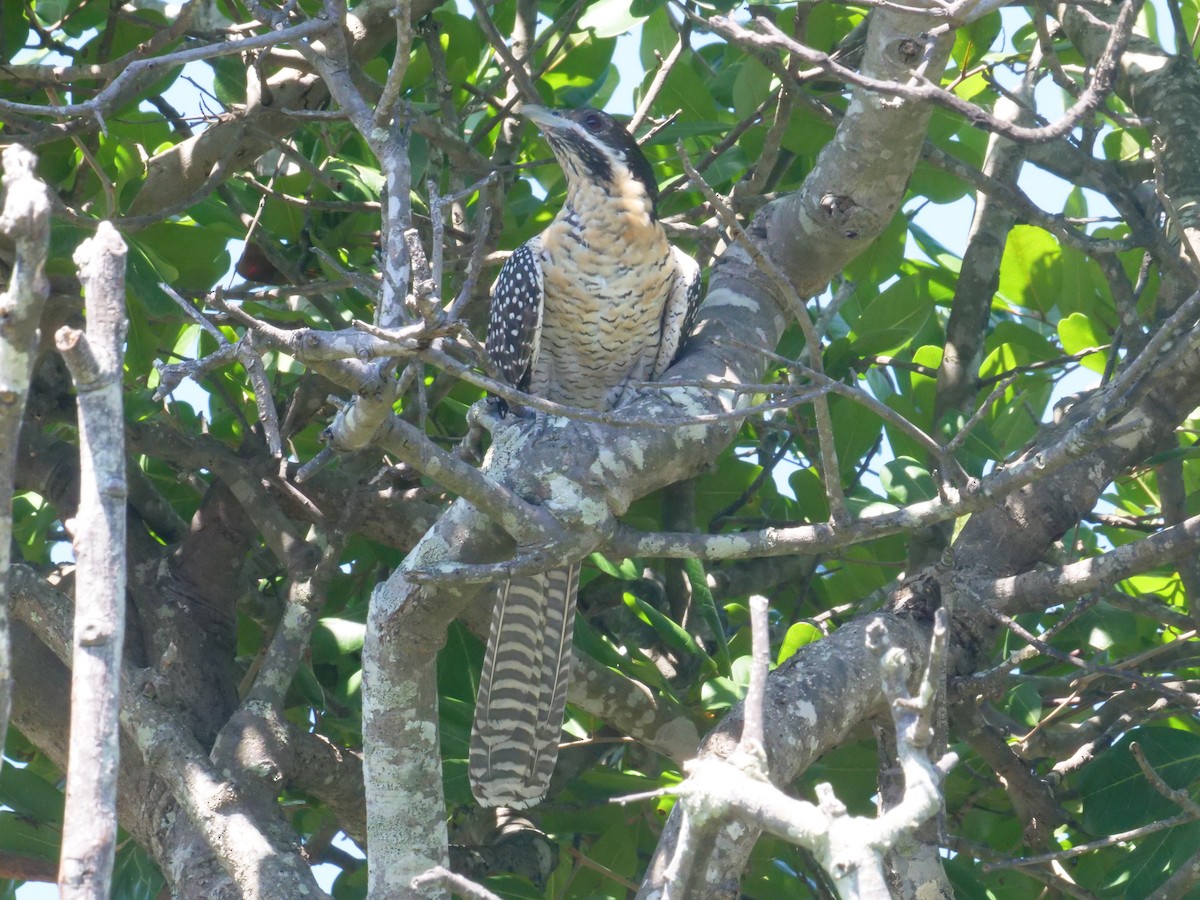 Коель східний - ML647487968