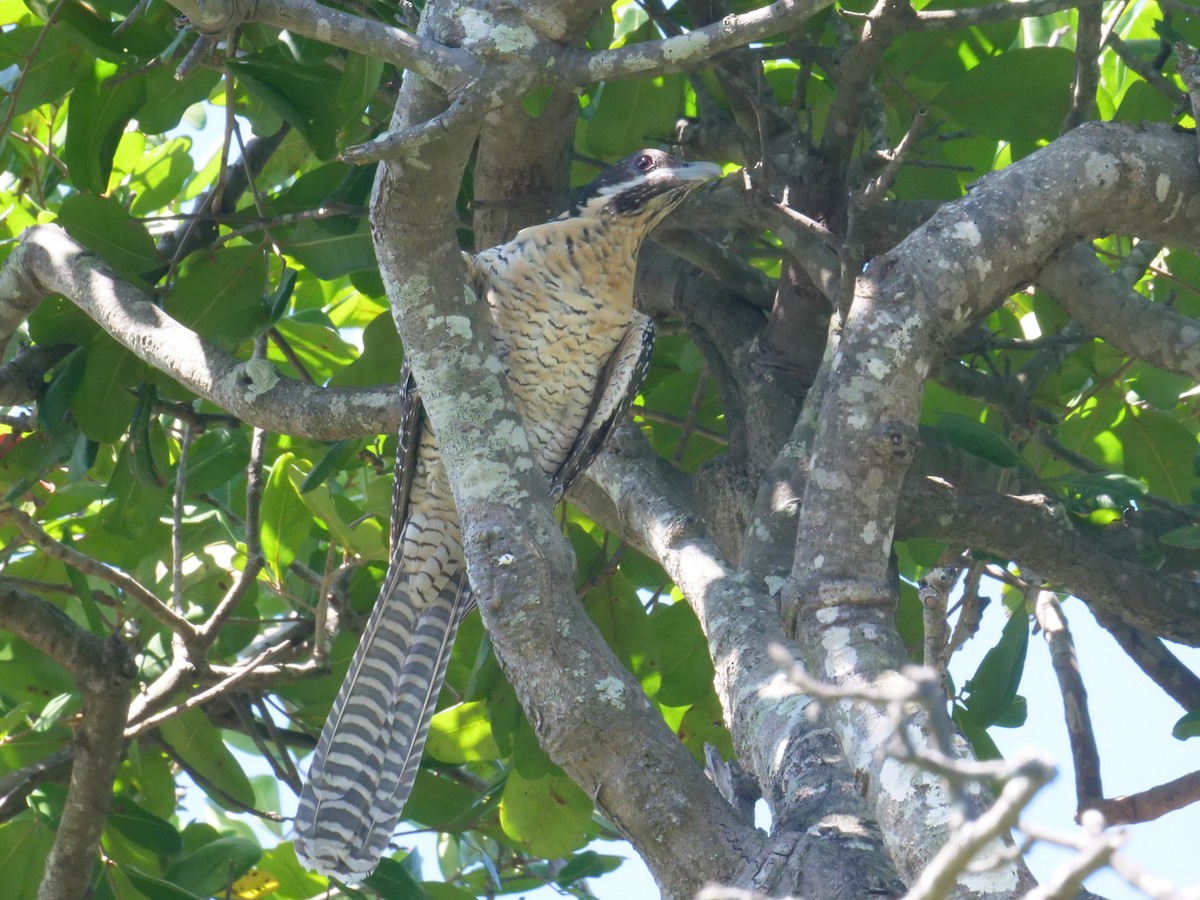 Коель східний - ML647487969