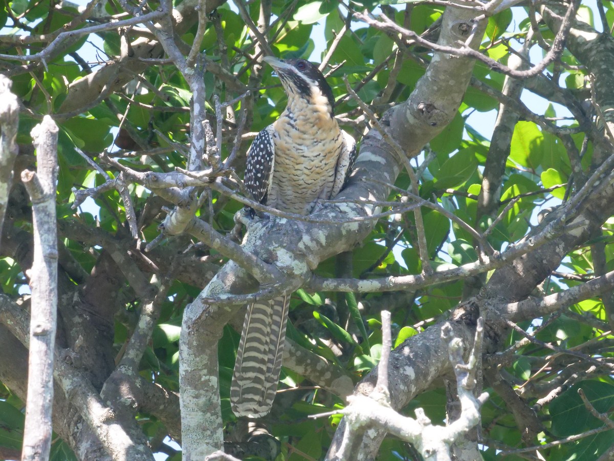 Коель східний - ML647487970