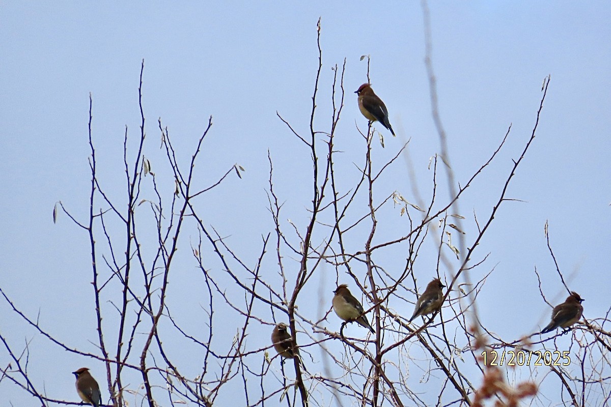 Sedir İpekkuyruğu - ML647487971