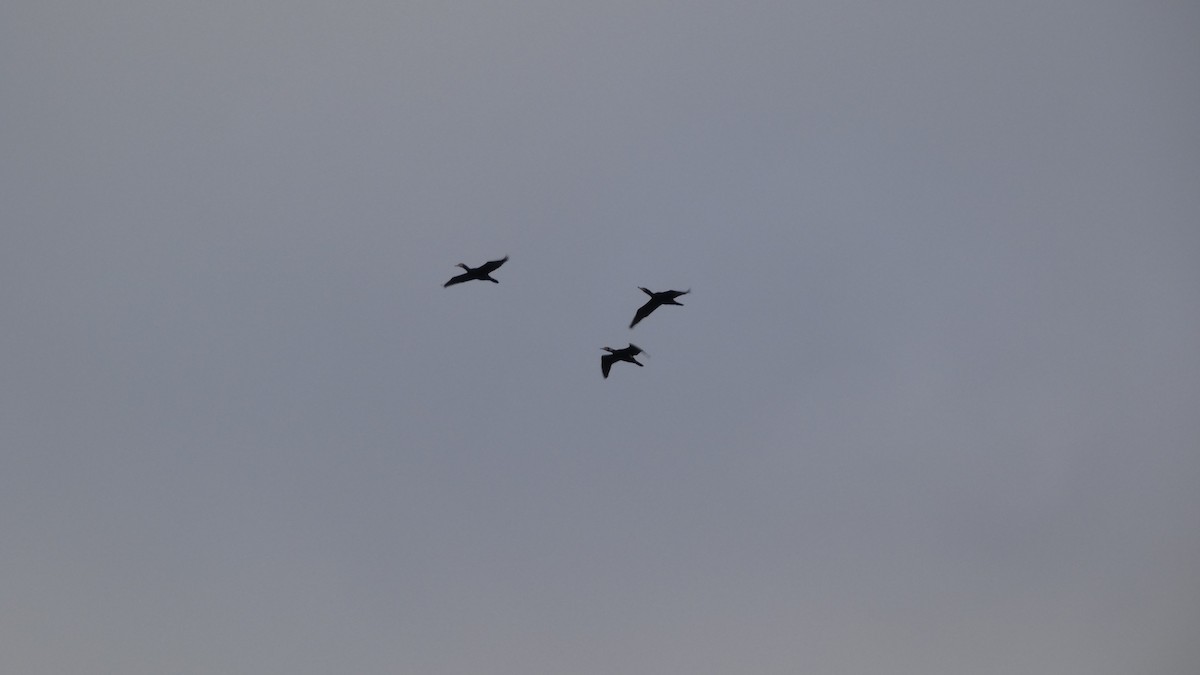 Баклан великий - ML647487972