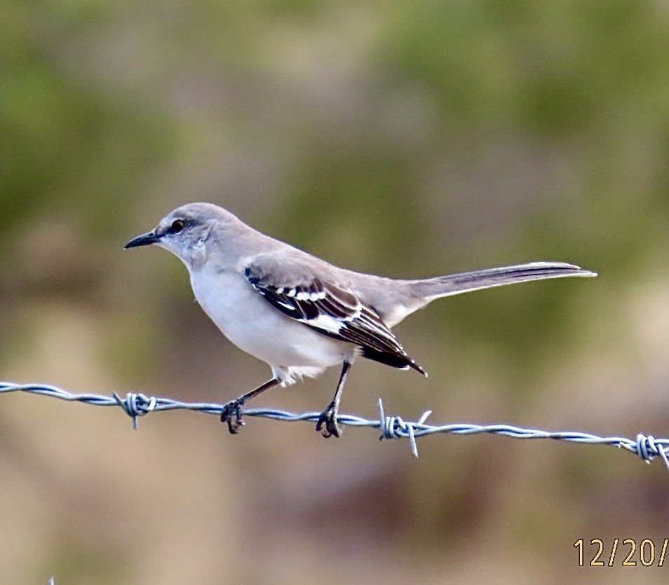 Пересмішник багатоголосий - ML647487973