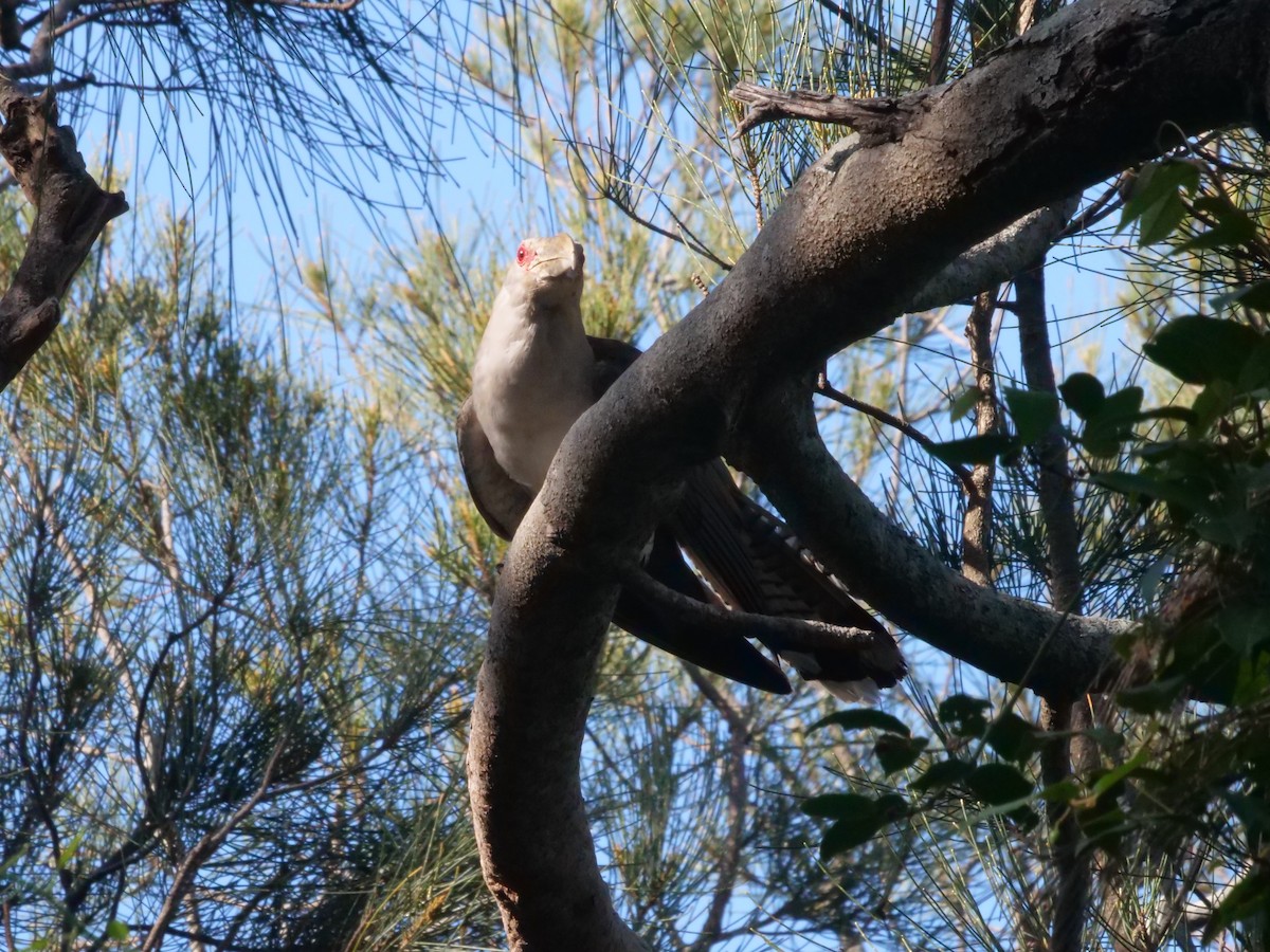 Зозуля-велет - ML647487974