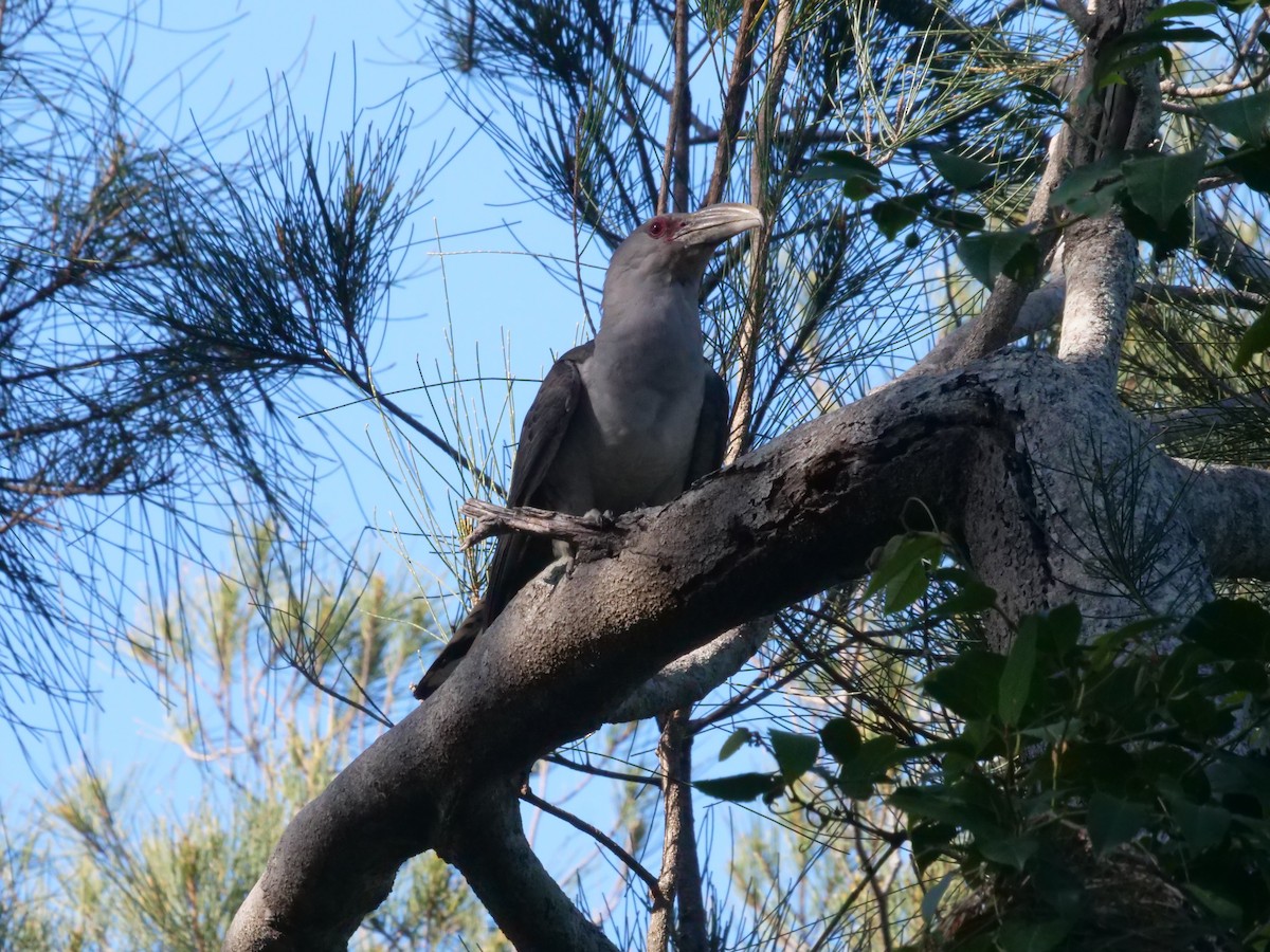 Зозуля-велет - ML647487975