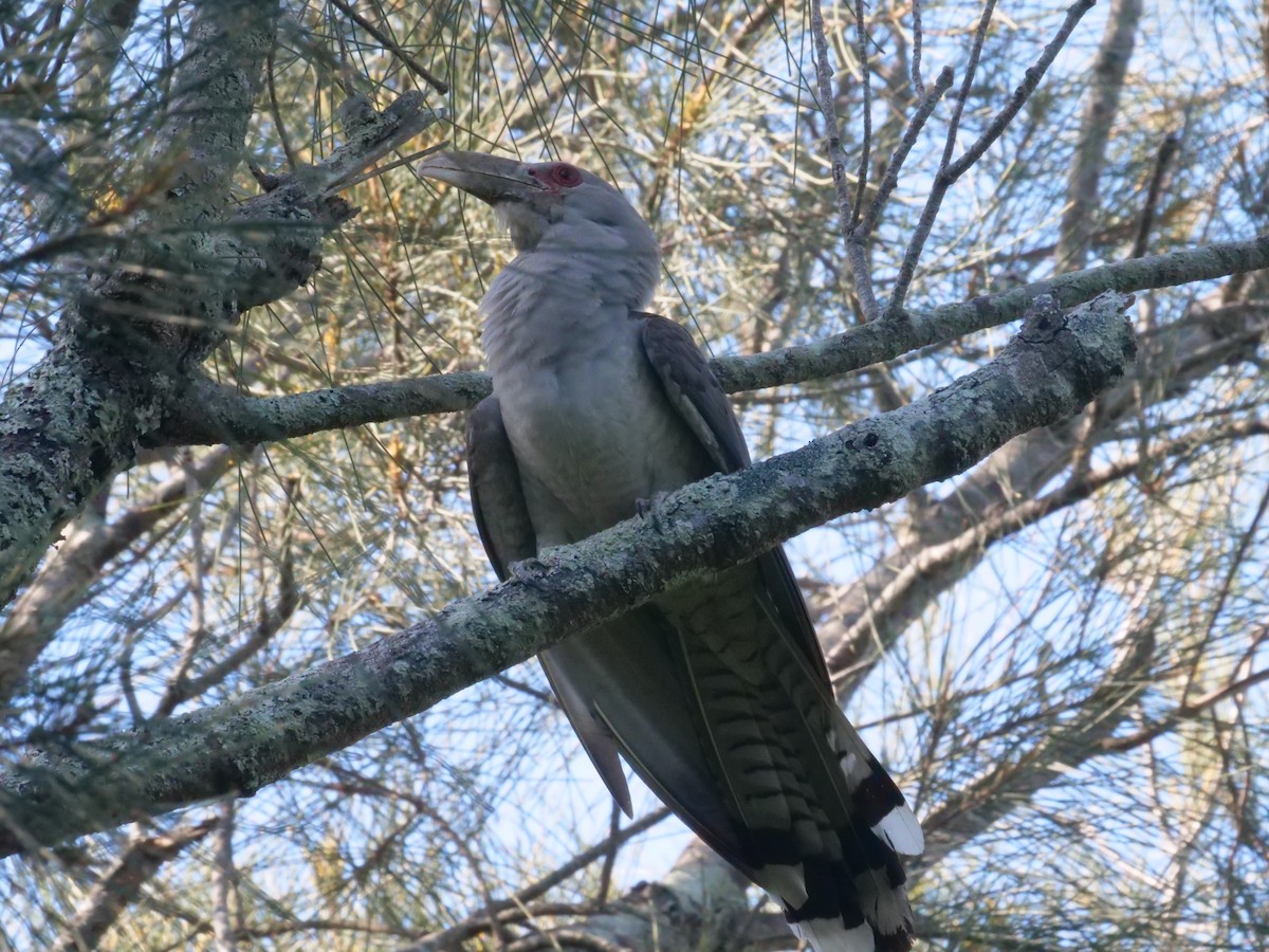 Зозуля-велет - ML647487976