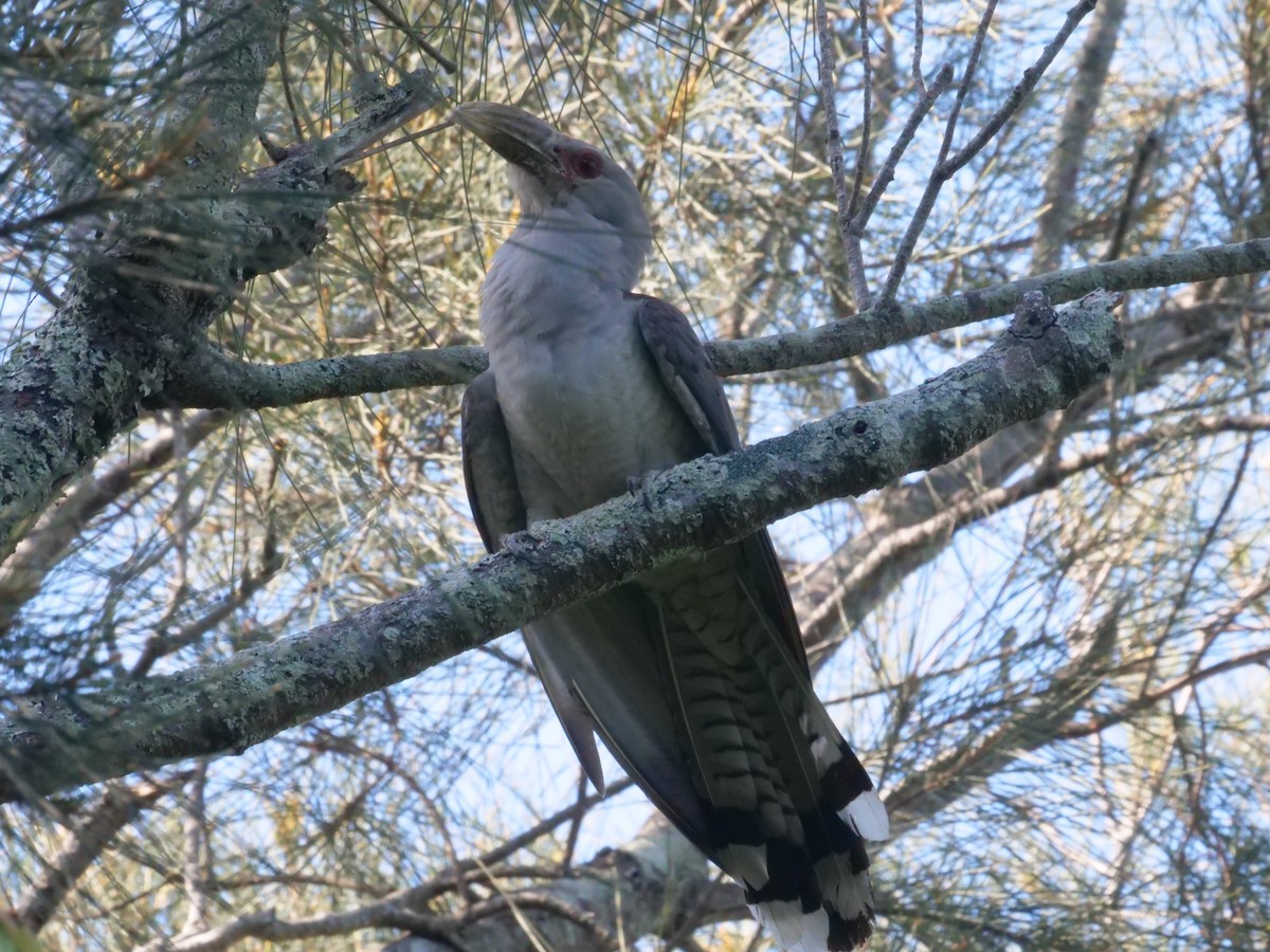 Зозуля-велет - ML647487977