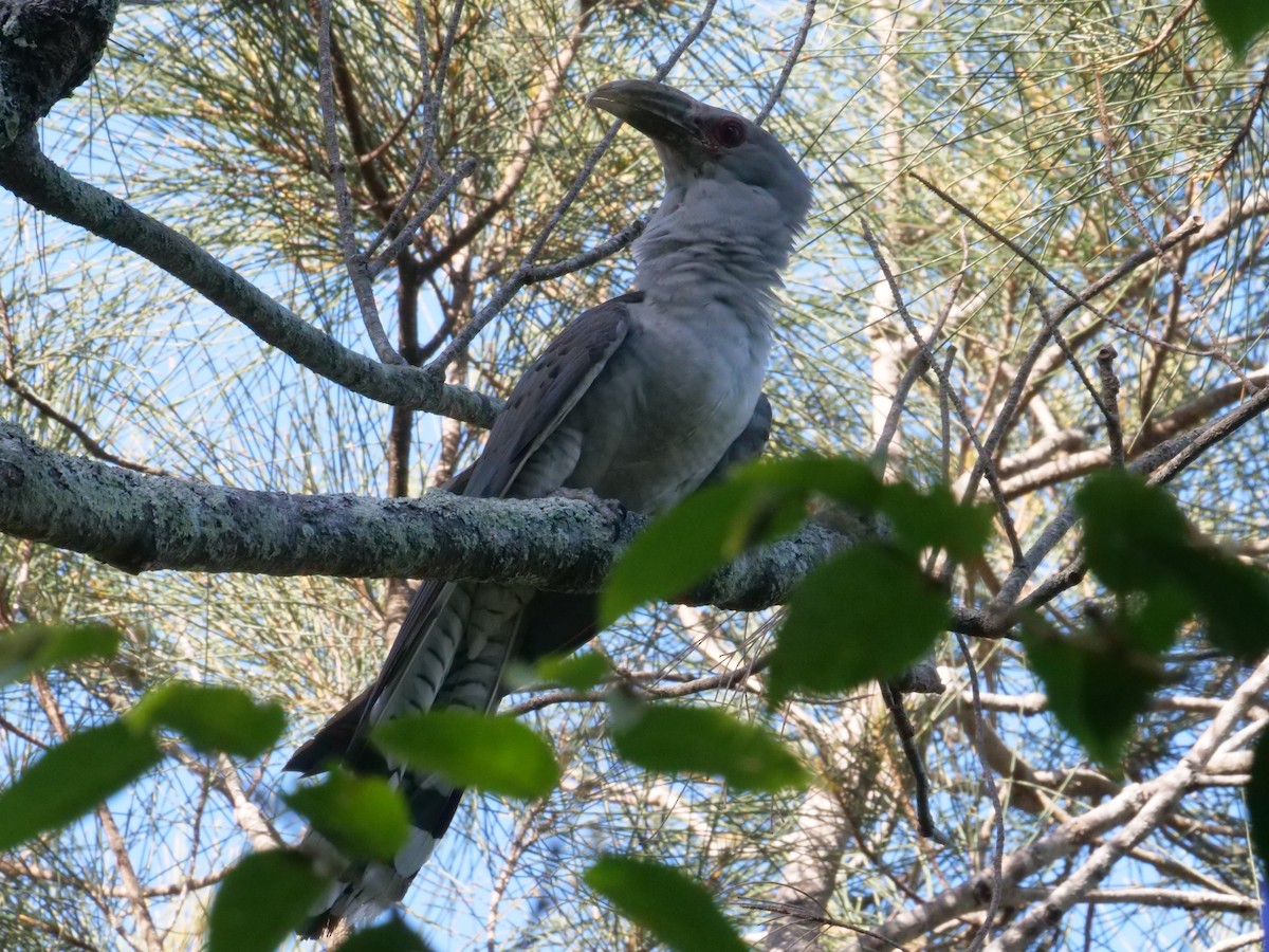 Зозуля-велет - ML647487978