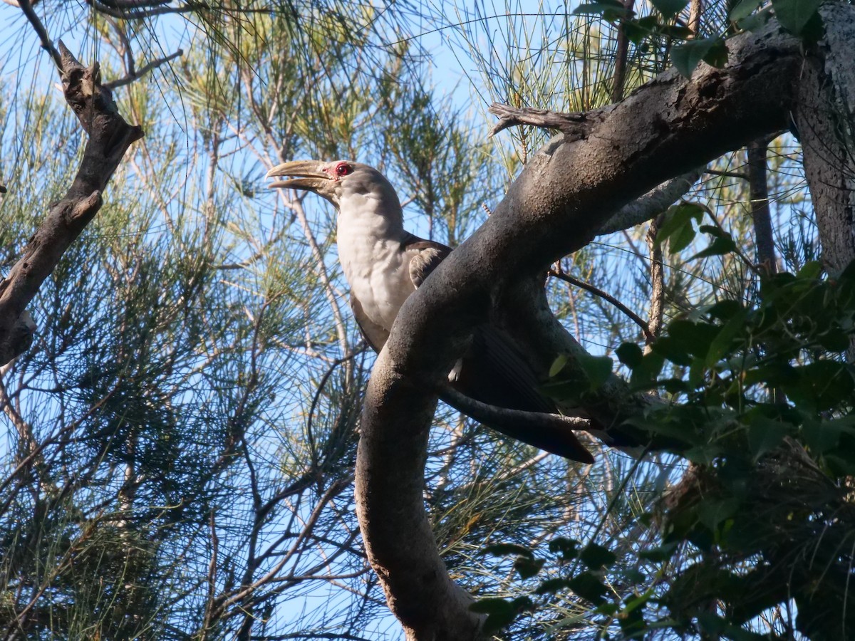 Зозуля-велет - ML647487979