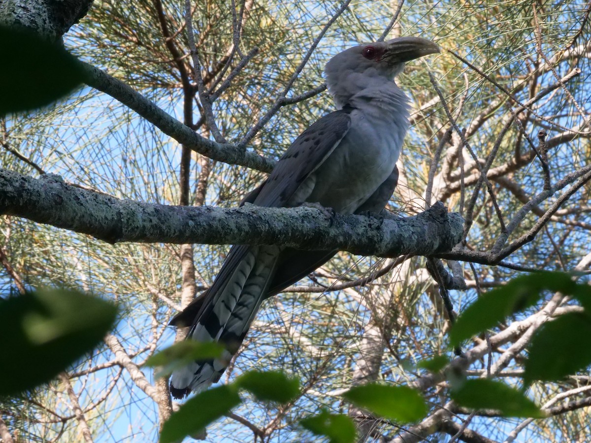 Зозуля-велет - ML647487980