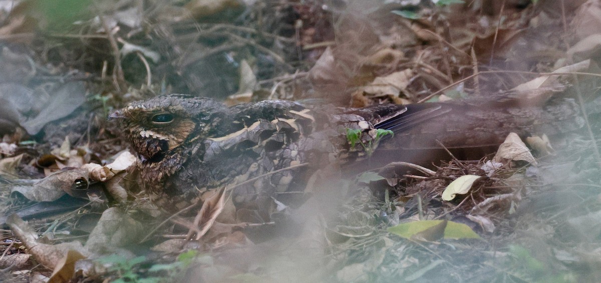 Пораке рудощокий - ML647487981