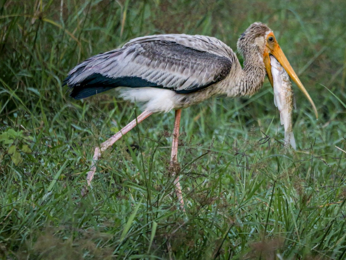 Лелека-тантал індійський - ML647487983