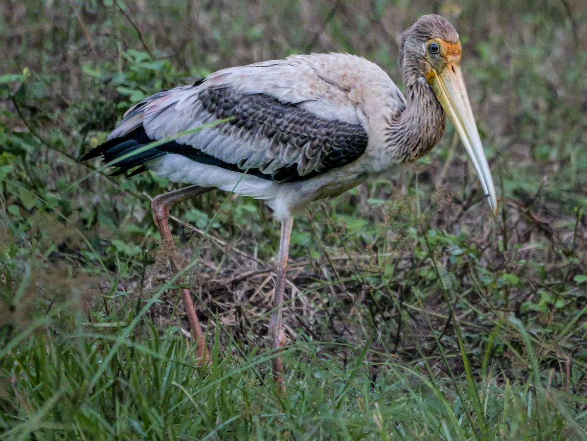 Лелека-тантал індійський - ML647487984