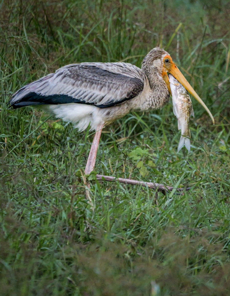 Лелека-тантал індійський - ML647487985
