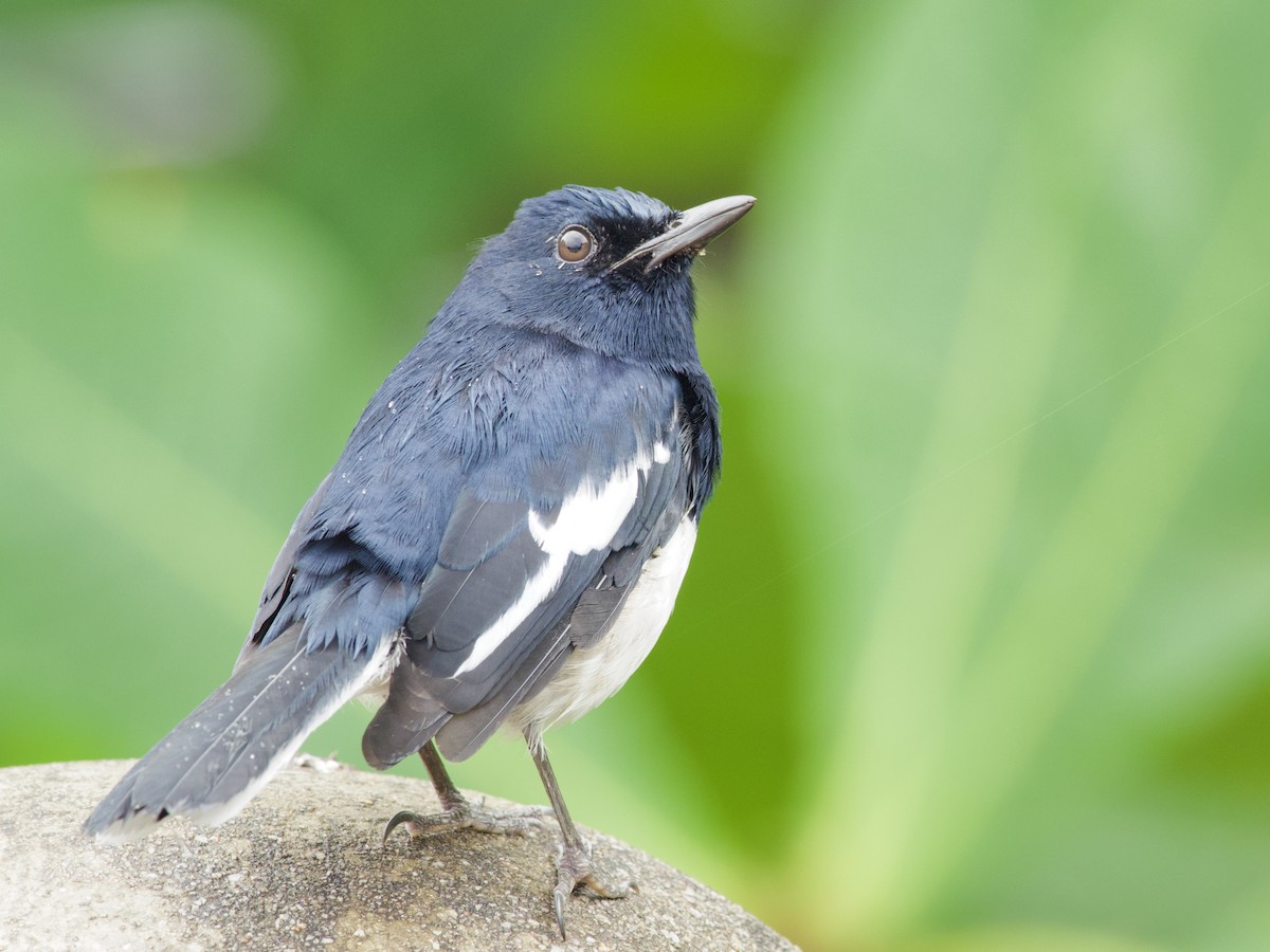 Шама східна - ML647487987